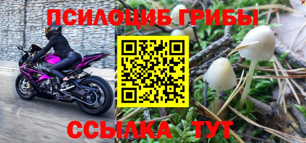 цена наркотик  Псилоцибиновые грибы Cubensis  Вход с VPN  Галлюциногенные грибы прущие грибы  Тулун 